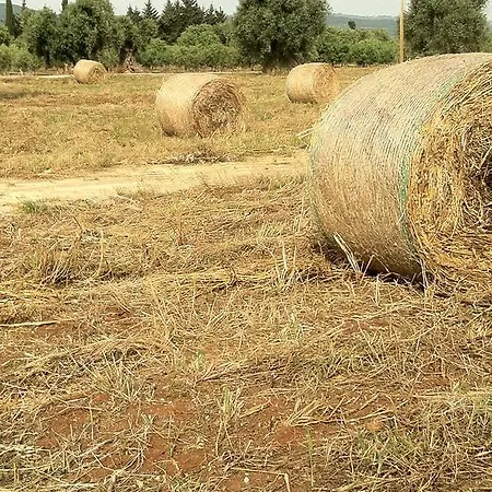 Farma Masseria Torremossa *